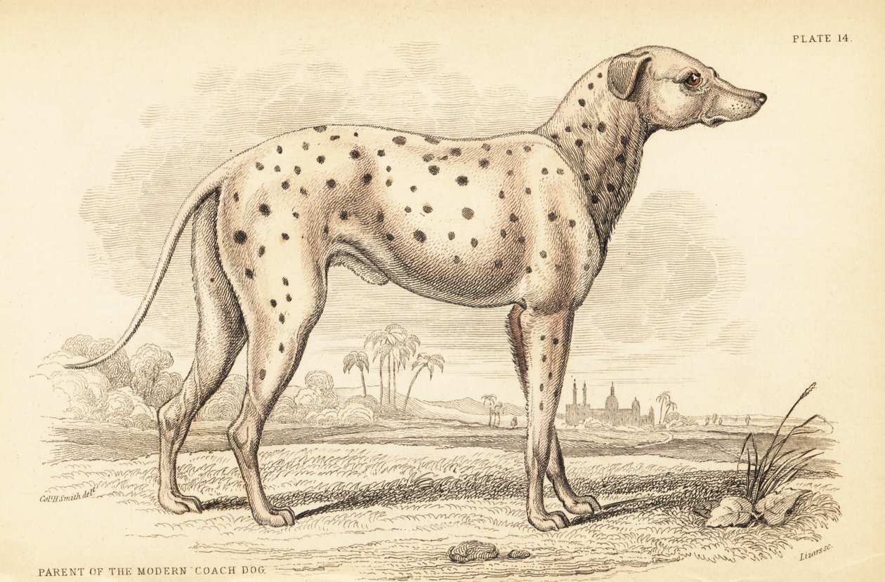 Rodzic współczesnego psa trenera, Canis lupus familiaris autorstwa William Home Lizars