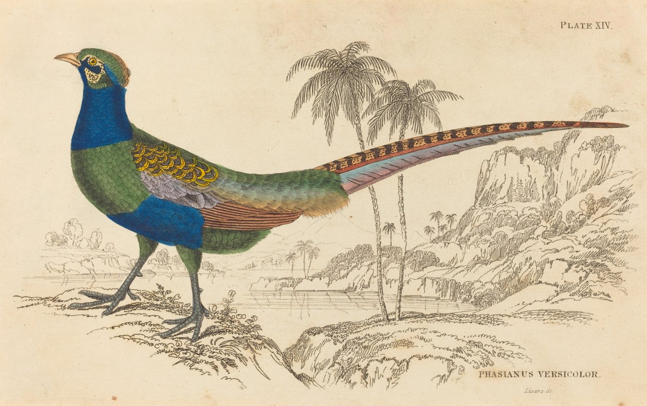 Fasianus Versicolor autorstwa William Home Lizars