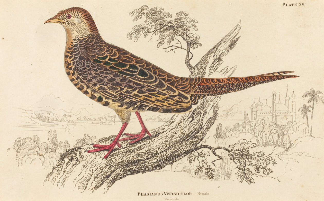 Phasianus Versicolor - Kobieta autorstwa William Home Lizars