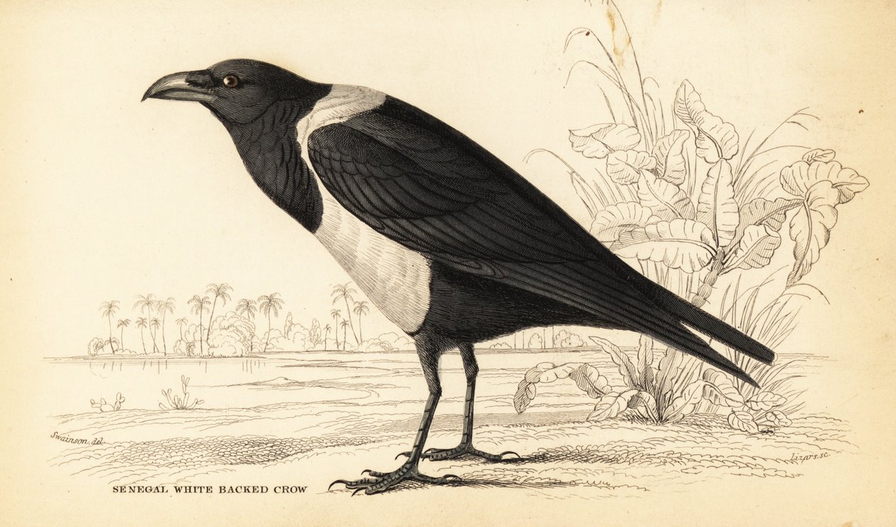 Pied wrona, Corvus albus autorstwa William Home Lizars