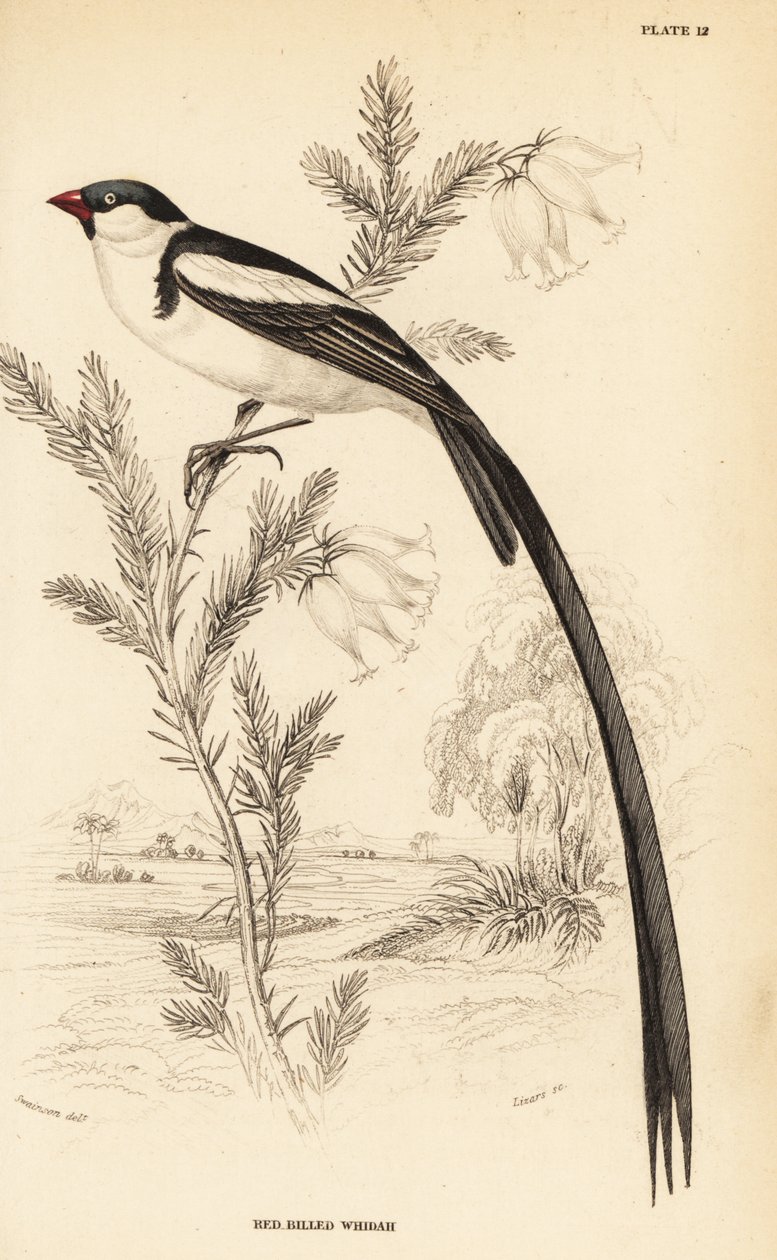 Pin-tailed Whydah , Vidua macroura ( czerwonodzioby whidah , Vidua erythrorhynchus ) autorstwa William Home Lizars