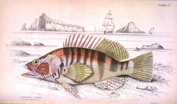 Tabliczka 17 Serbanus Scriba (Wyspa Baziluzzo), rytowana przez artystę z „Biblioteki Przyrodników” t. I, opracowanej przez Sir Williama Jardine