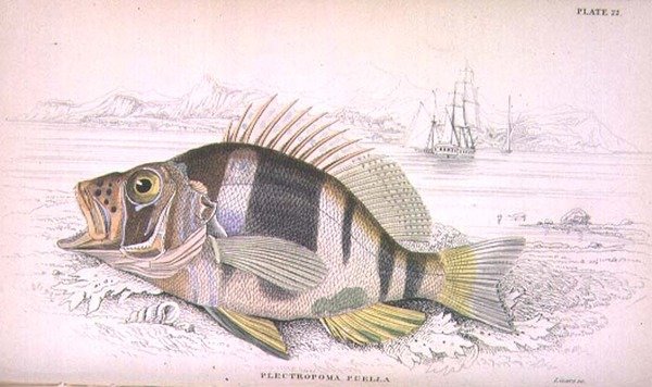Tabliczka 22 Plectropoma Puella, rytowana przez artystę z „Biblioteki Przyrodników” t. I, oprac. Sir William Jardine (1800-74), wyd. 1833-45 (grawerowanie) autorstwa William Home Lizars
