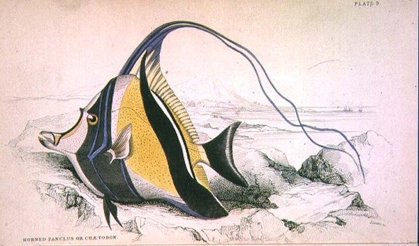 Tabliczka 9 Rogaty Zanchus lub Chaetodon ryty przez artystę z „Biblioteki Przyrodników” t. II, autorstwa J.S. Bushman, oprac. Sir William Jardine (1800-74), wyd. 1833-45 (grawerowanie) autorstwa William Home Lizars