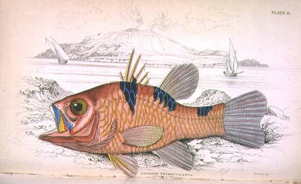 Płyta jedenasta; Apongon Trimaculatus (Wyspa Wulkanu) ryty przez artystę z „Biblioteki Przyrodników” Vol I, opracowanej przez Sir Williama Jardine