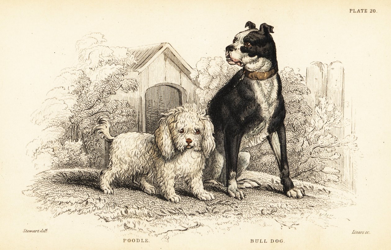 Pudel, pies wodny i buldog, pies angielski autorstwa William Home Lizars