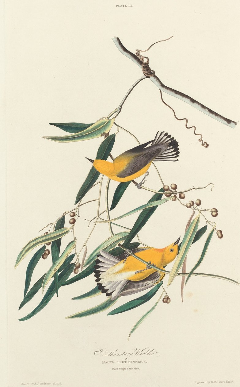 Pionier Barballer, 1827. autorstwa William Home Lizars