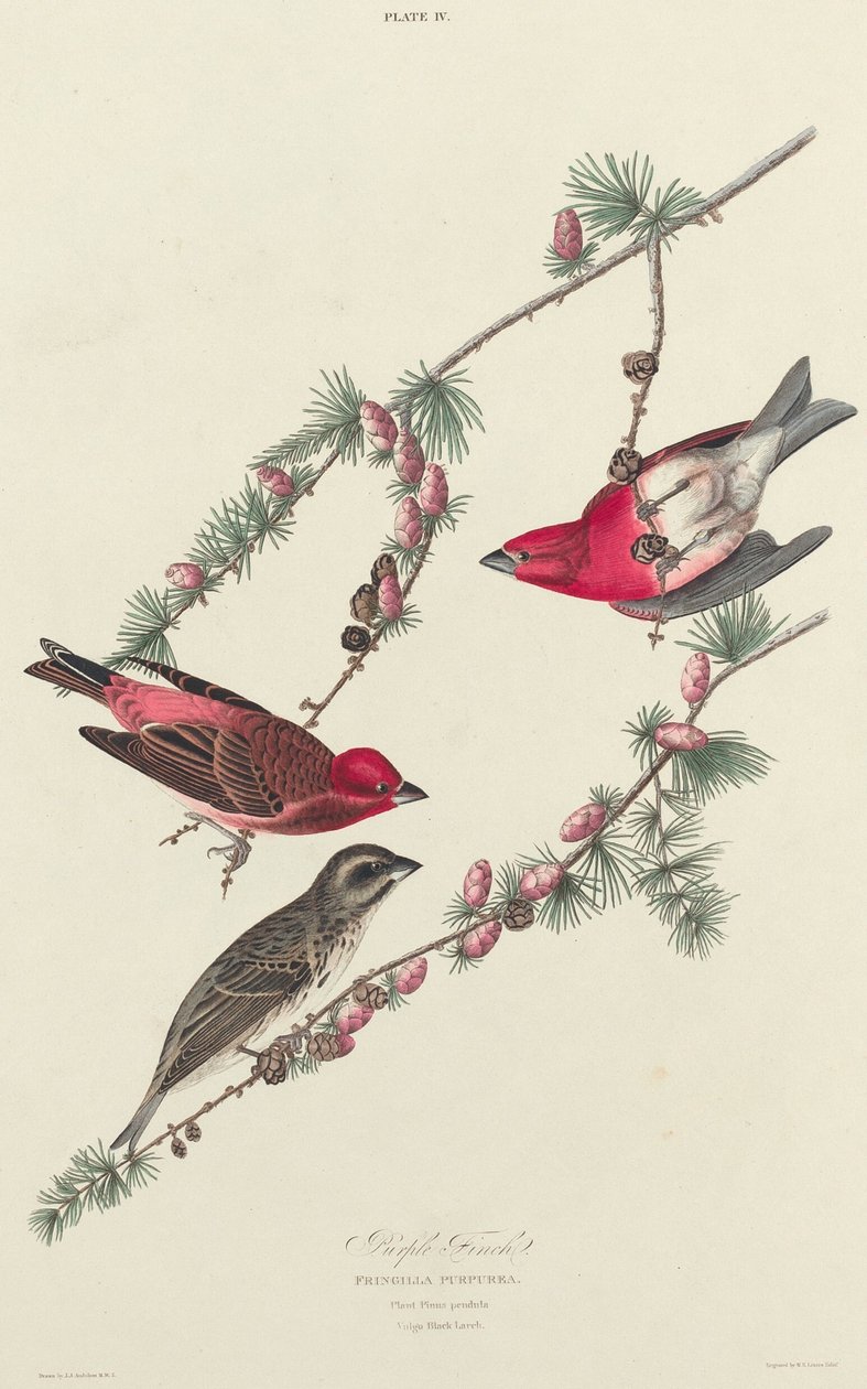 Dziwonia purpurowa, 1827. autorstwa William Home Lizars