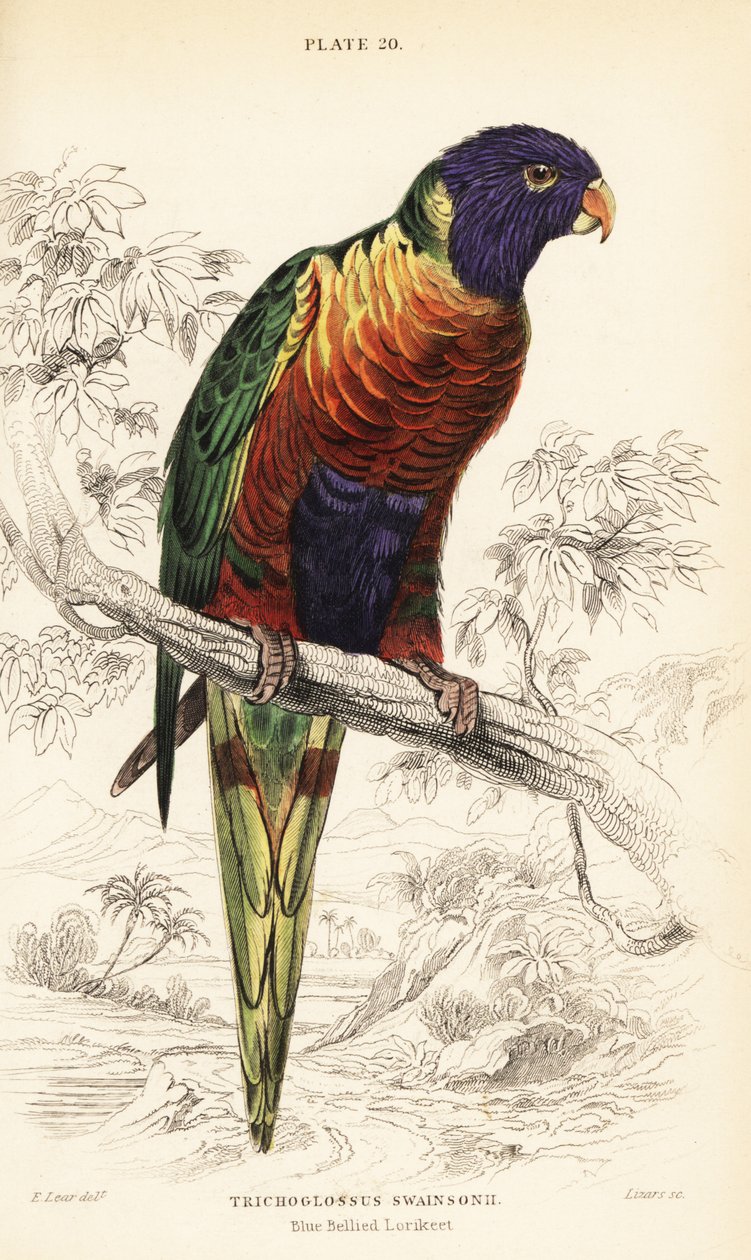 Lorysa tęczowa , Trichoglossus moluccanus autorstwa William Home Lizars