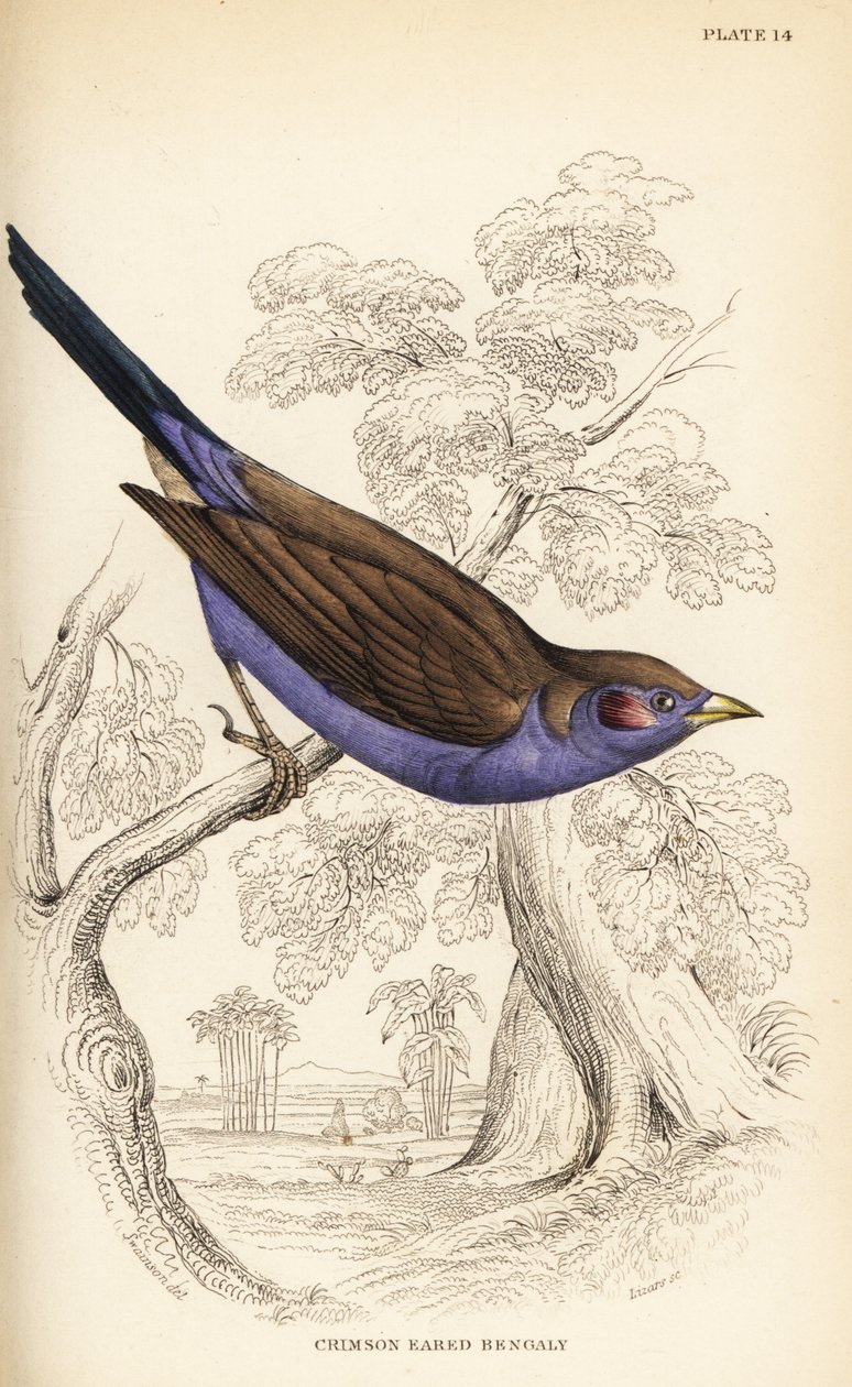 Cordon bleu z czerwonymi policzkami , Uraeginthus bengalus autorstwa William Home Lizars