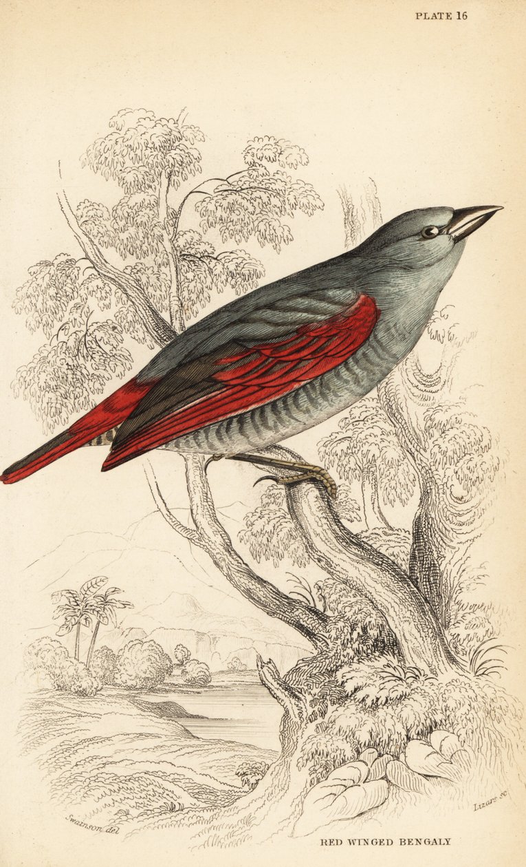 Pytilia czerwonoskrzydła, Pytilia phoenicoptera (Bengaly czerwonoskrzydły, Pytilia phaenicoptera) autorstwa William Home Lizars