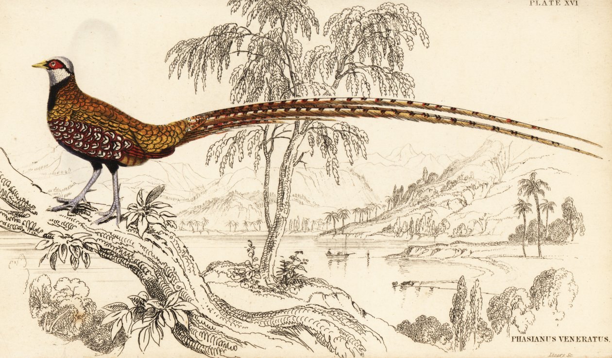 Fossanta Reevesa, Cermatics Revecie autorstwa William Home Lizars