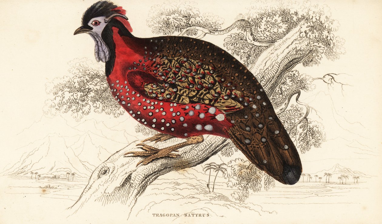 Satyr tragopan lub bażant szkarłatny, satyra tragopan (Nepaul tragopan, tragopan satyr) autorstwa William Home Lizars