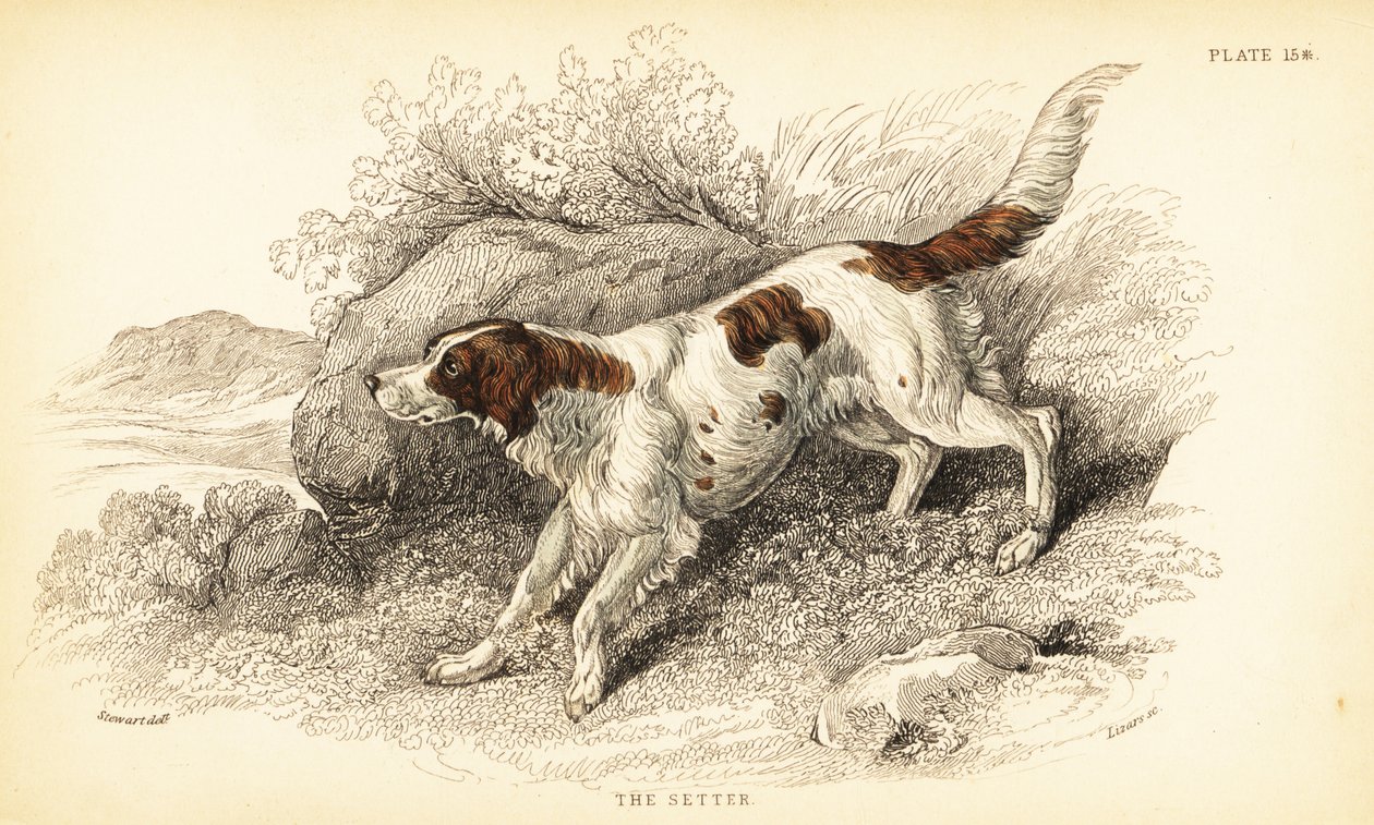 Seter, Canis lupus familiaris (wskaźnik Canis) autorstwa William Home Lizars