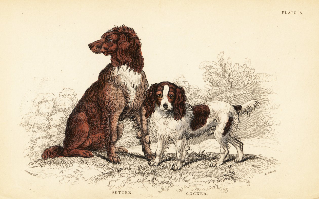 Seter i cocker spaniel, Canis lupus familiaris autorstwa William Home Lizars