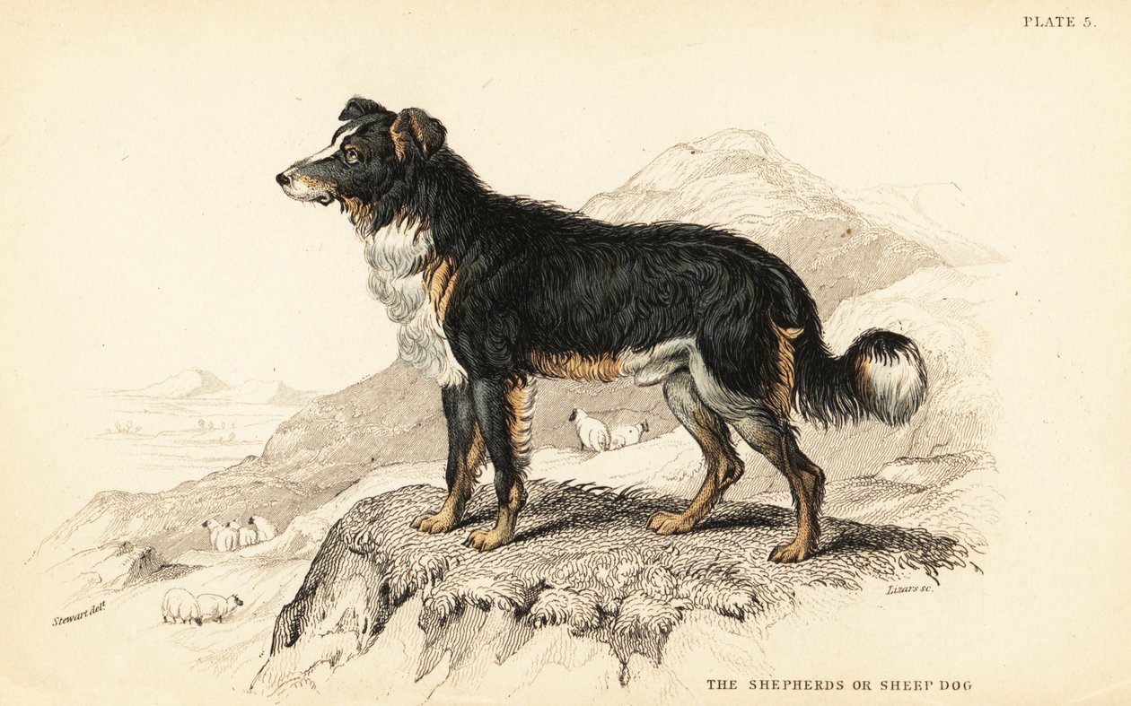 Pies pasterski lub pies pasterski, Canis lupus familiaris (Canis domesticus) autorstwa William Home Lizars