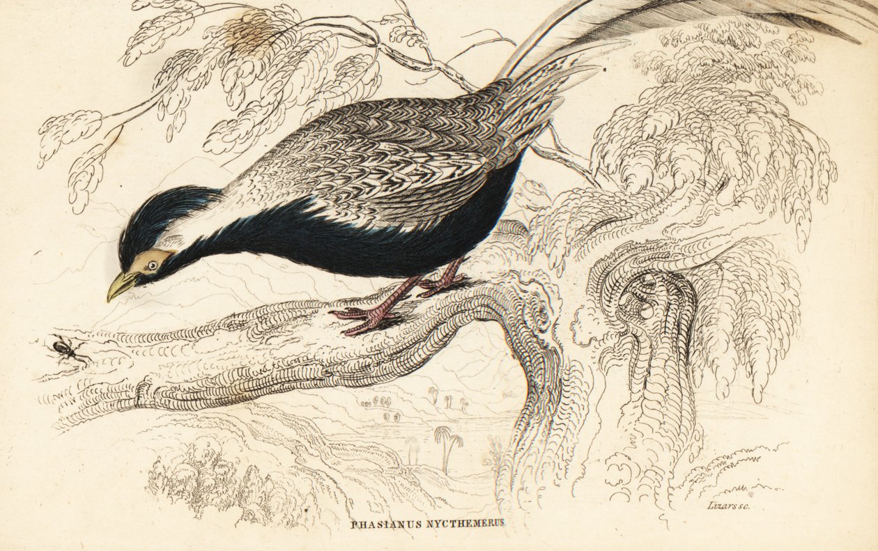Bażant srebrny, Lophura nycthemera (Phasianus nycthemerus) autorstwa William Home Lizars