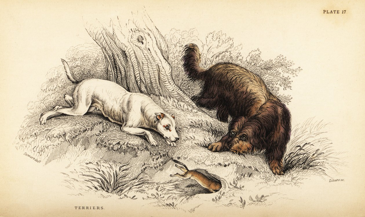 Terier gładkowłosy i terier szkocki lub szorstkowłosy, Canis lupus familiaris (Canis terrarius) autorstwa William Home Lizars