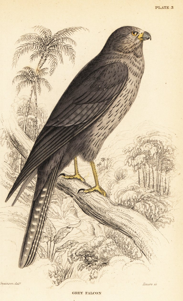 Sokół, Falco concolor autorstwa William Home Lizars