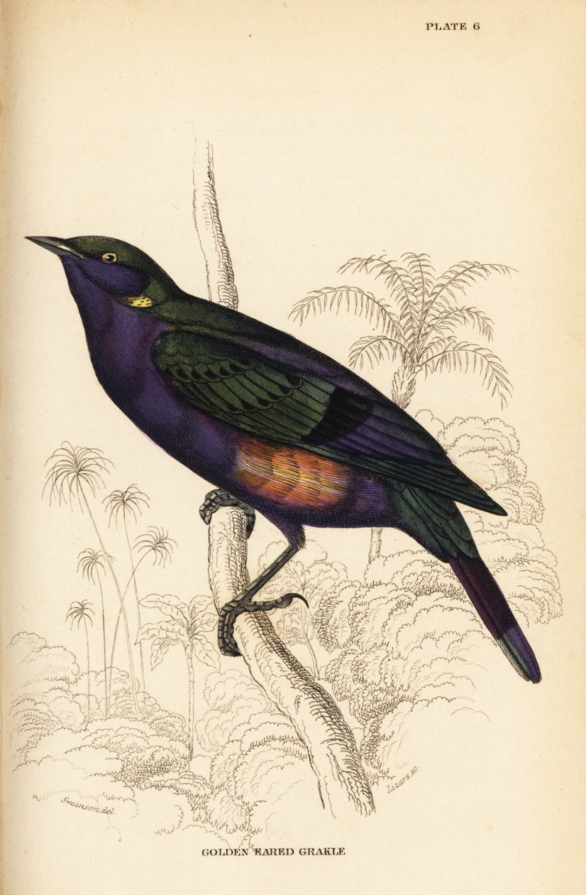 Splendid błyszczący szpak (Senegal), Lamprotornis splendidus chrysonotis (Golden eared Grakle, Lamprotornis chrysonotis) autorstwa William Home Lizars