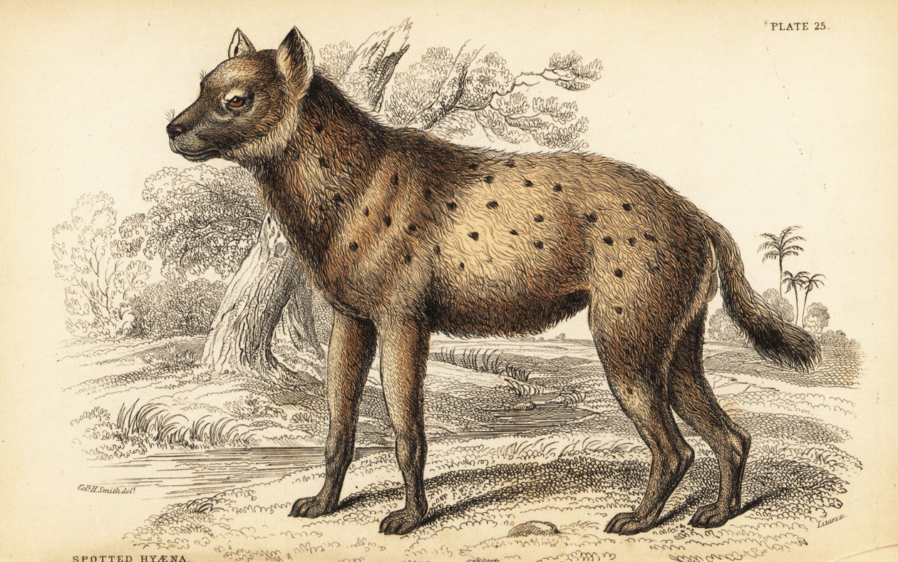 Hiena cętkowana lub śmiejąca się hiena, Crocuta crocuta (Hyaena crocuta) autorstwa William Home Lizars