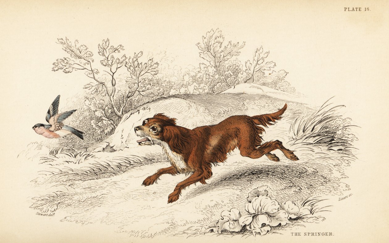 Springer lub angielski springer spaniel, Canis lupus familiaris autorstwa William Home Lizars