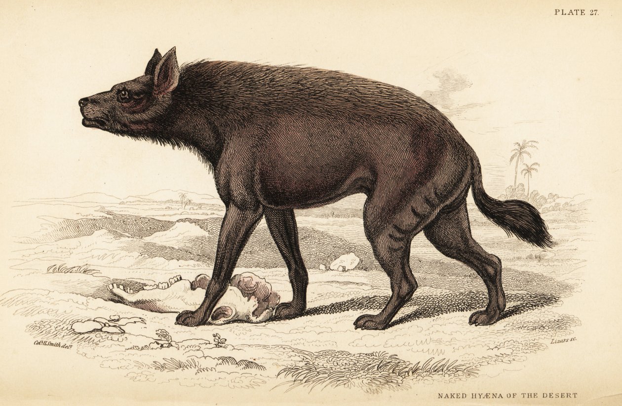 Hiena pręgowana, hiena hiena (naga hiena pustyni, hiena pospolita) autorstwa William Home Lizars