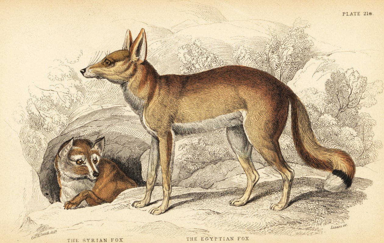 Lis syryjski lub Taaleb, Vulpes thaleb (lub lis Blanforda, Vulpes cana?) I lis egipski lub Sabora, Vulpes vulpes niloticus autorstwa William Home Lizars