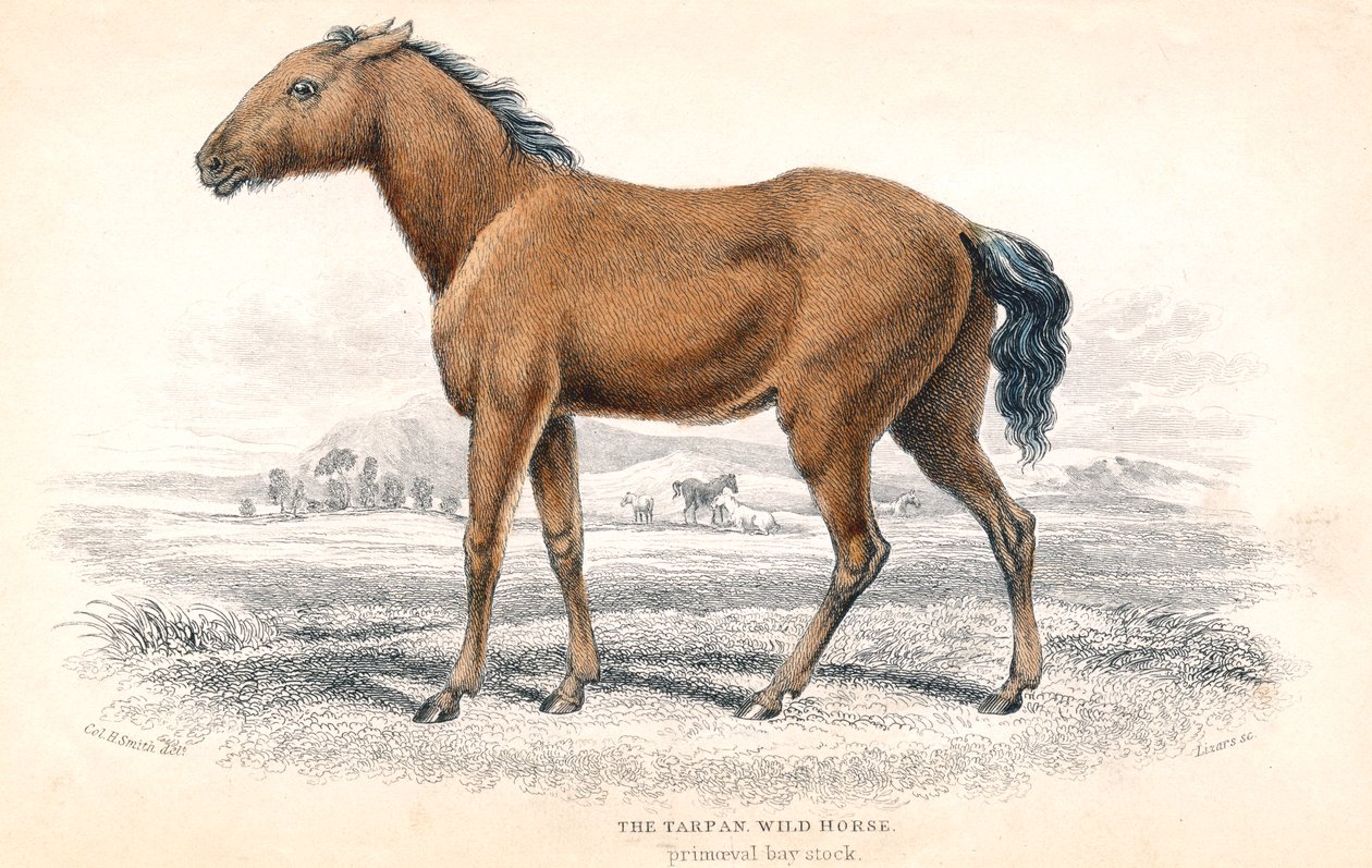Tarpan, 1830 autorstwa William Home Lizars