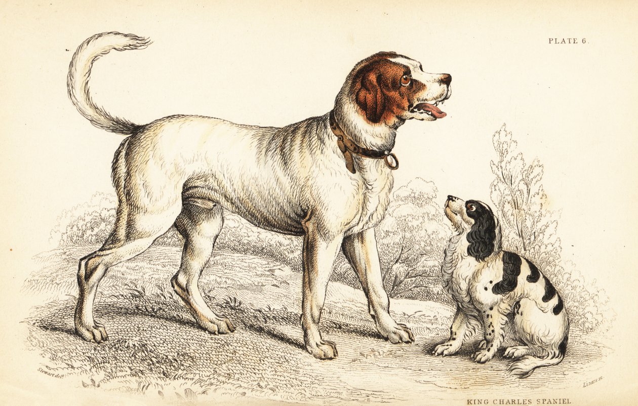 Pies alpejski lub wielki bernardyn, Canis lupus familiaris i spaniel King Charles, Canis lupus familiaris (Canis extrarius) autorstwa William Home Lizars