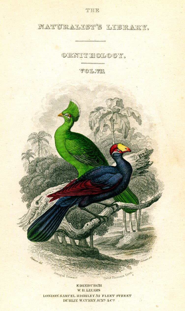 Biblioteka Przyrodników, Ornitologia, Senegal Touraco, Zjadacz babki fioletowej, c1833-1865. autorstwa William Home Lizars