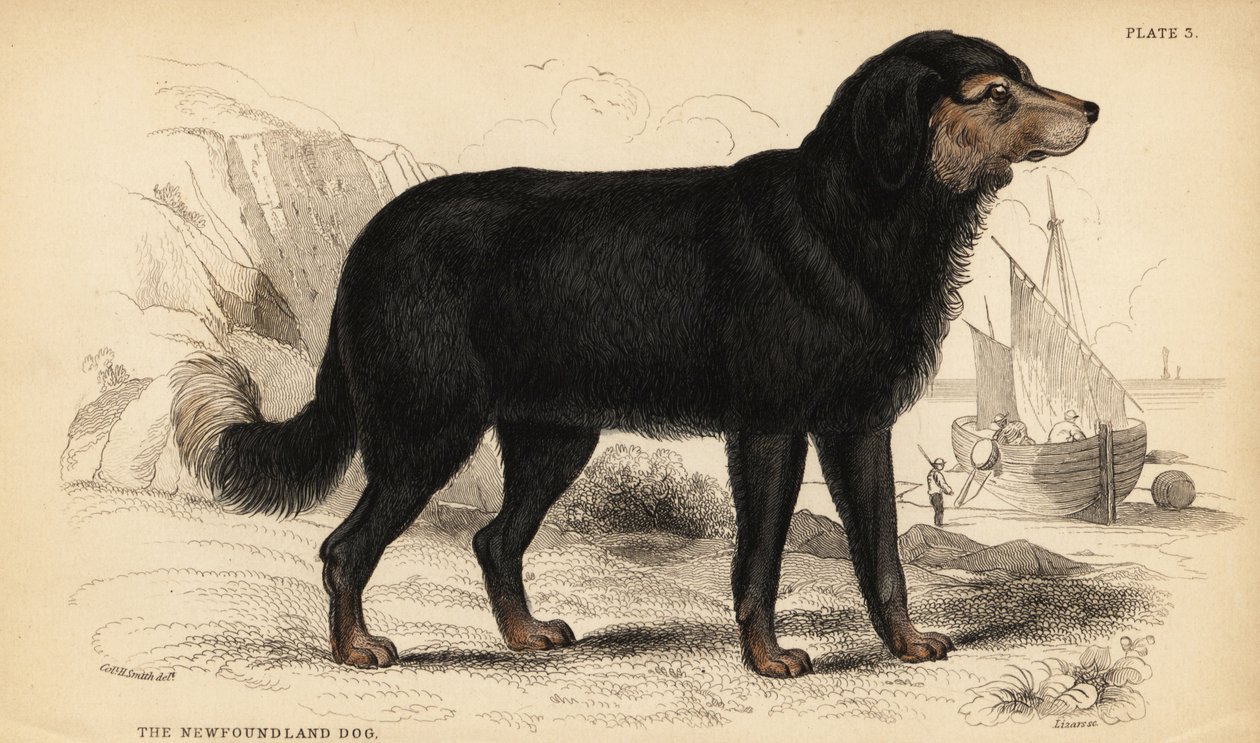 Pies nowofundlandzki, Canis lupus familiaris (Canis terranovae) autorstwa William Home Lizars
