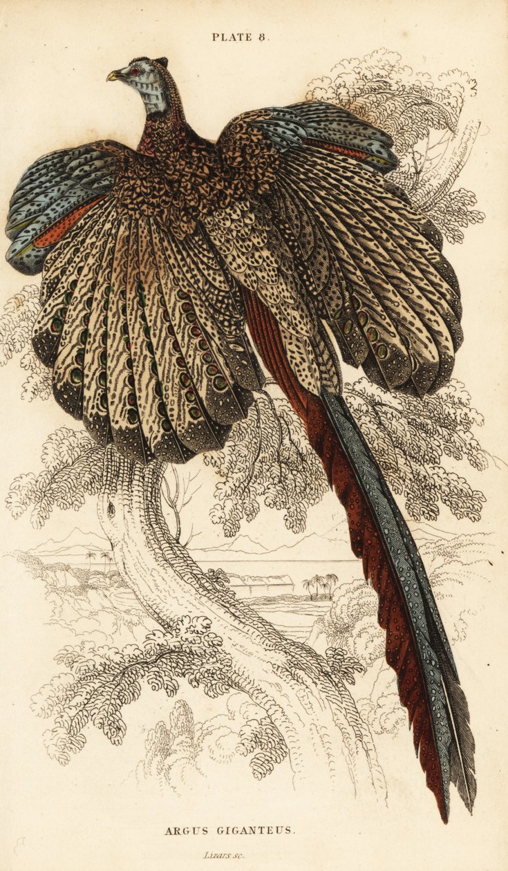Argus wielki, Argusianus argus (Bażant Argus lub Argus gigant, Argus giganteus) autorstwa William Home Lizars