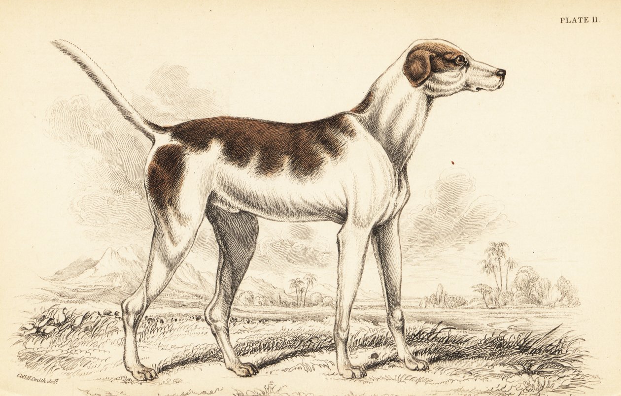 Ogar orientalny, Canis lupus familiaris autorstwa William Home Lizars