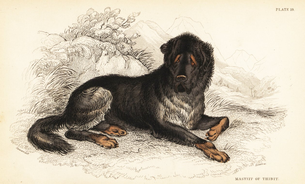 Mastif tybetański , Canis lupus familiaris ( Mastif Tybetu , Canis urcani ) autorstwa William Home Lizars