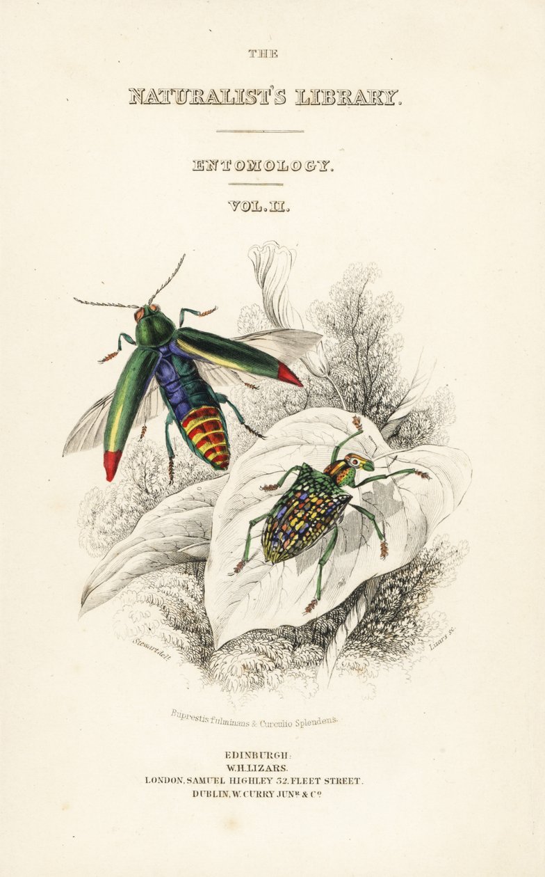 Strona tytułowa z winietą chrząszcza klejnotowego, Chrysochroa fulminans i chrząszcza diamentowego Curculio splendens autorstwa William Home Lizars