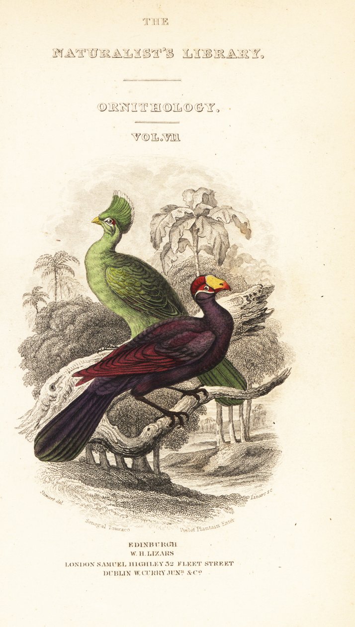 Strona tytułowa z winietą Gwinei turaco, Tauraco persa buffoni i fioletowego turaco, Musophaga violacea autorstwa William Home Lizars