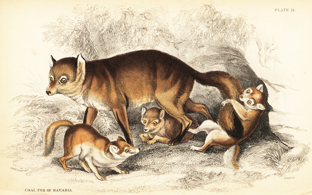 Odmiana lisa rudego, Vulpes vulpes, z młodymi (lis bawarski, Vulpes alopex) autorstwa William Home Lizars