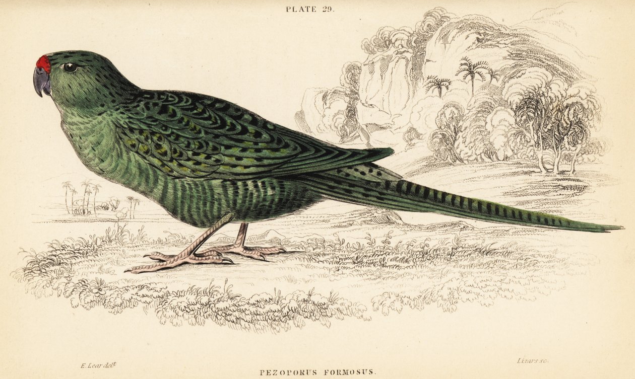 Zachodnia papuga mielona , Pezoporus flaviventris autorstwa William Home Lizars