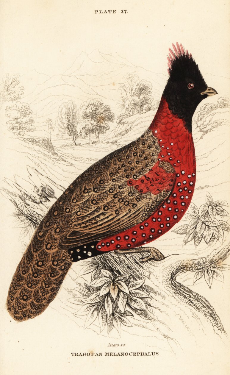 Tragopan zachodni lub tragopan zachodni , Tragopan melanocephalus autorstwa William Home Lizars