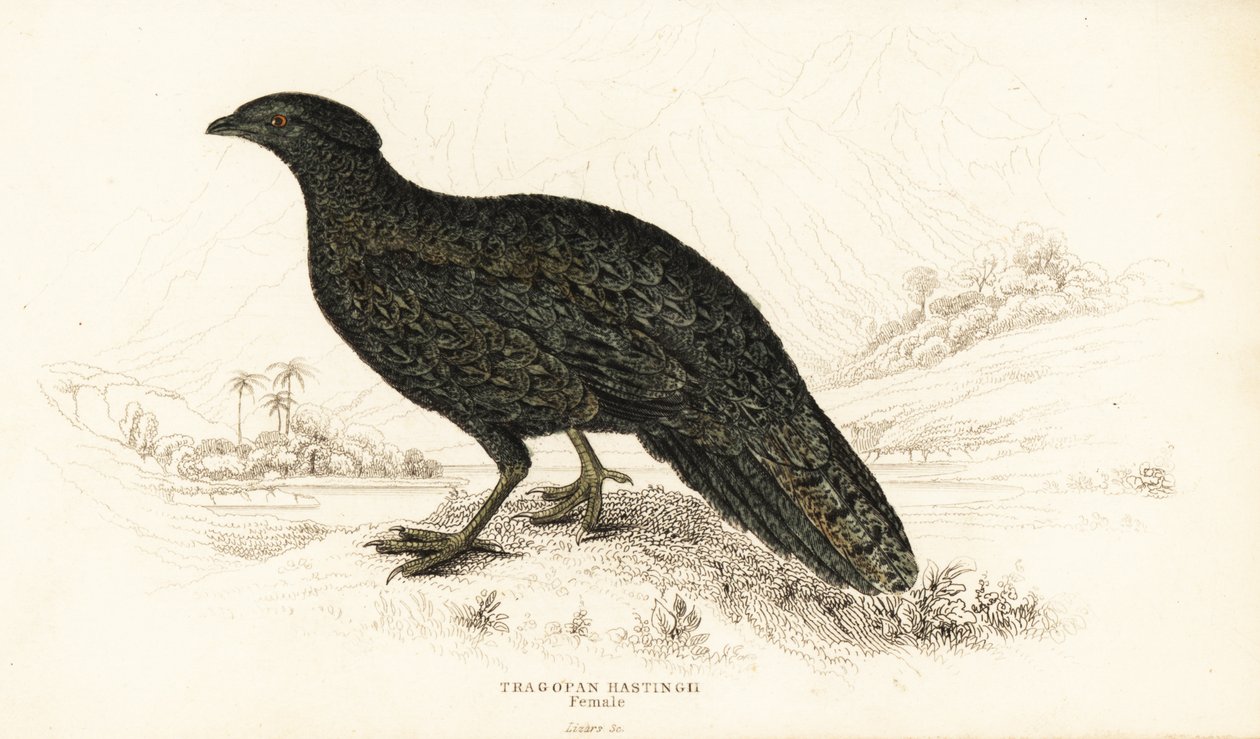 Tragopan zachodni lub tragopan zachodni, samica, Tragopan melanocephalus autorstwa William Home Lizars