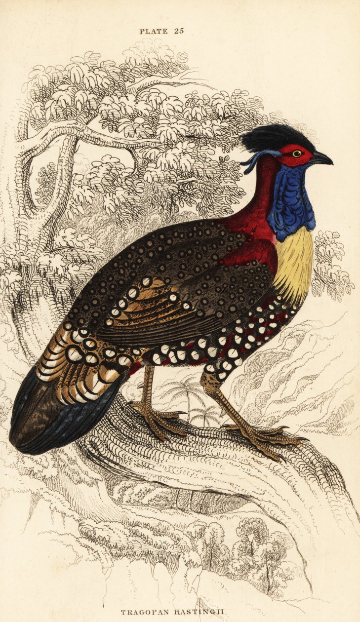 Tragopan zachodni lub tragopan zachodni, samiec, Tragopan melanocephalus autorstwa William Home Lizars