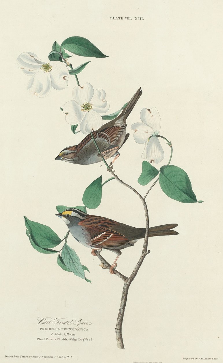 Wróbel białogardły, 1827. autorstwa William Home Lizars