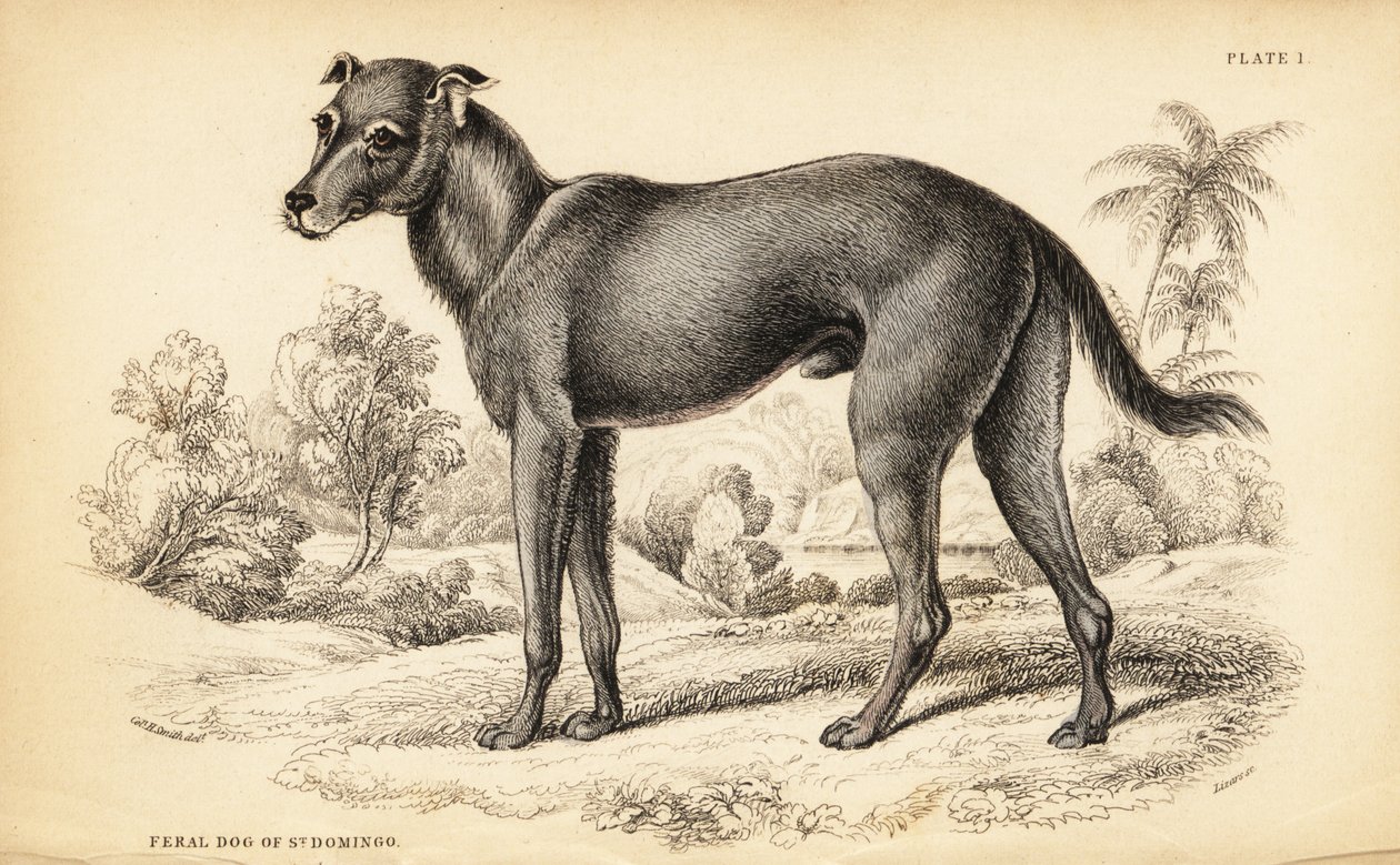 Dziki pies znaleziony na Dominikanie i na Haiti, Canis lupus familiaris (dziki pies St autorstwa William Home Lizars