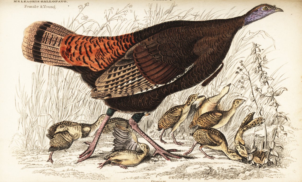 Dziki indyk, samica i młody, Meleagris gallopavo autorstwa William Home Lizars