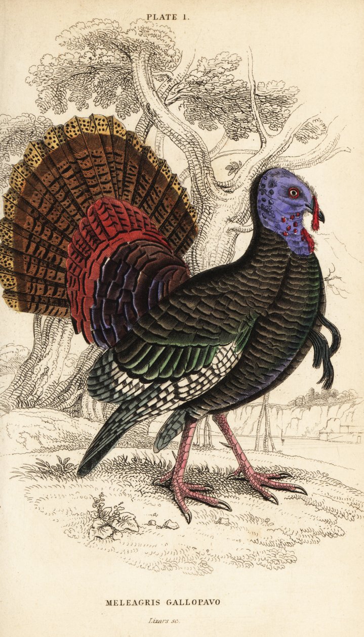 Dziki indyk, samiec, Meleagris gallopavo autorstwa William Home Lizars