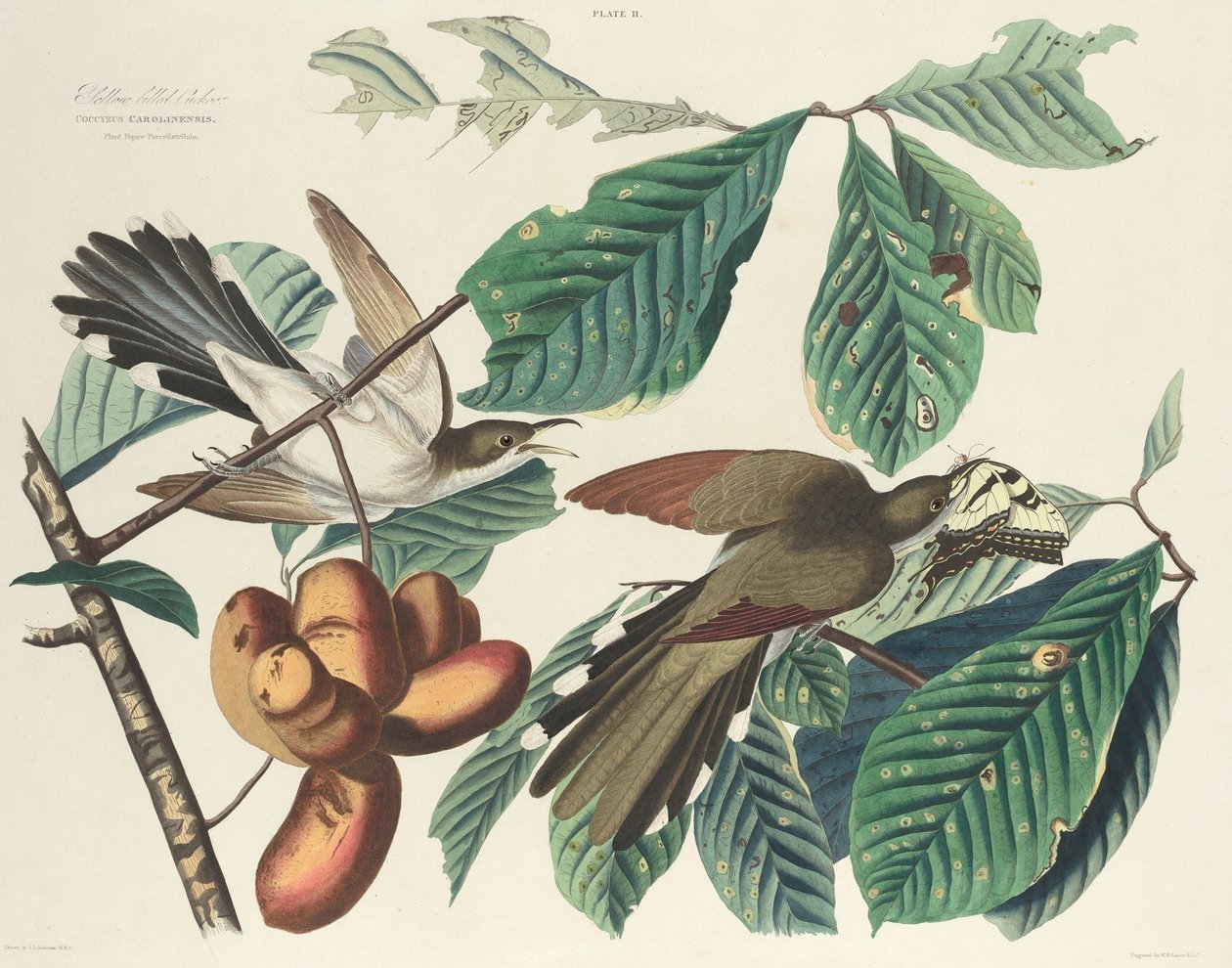 Kukułka żółtodzioba, 1827. autorstwa William Home Lizars