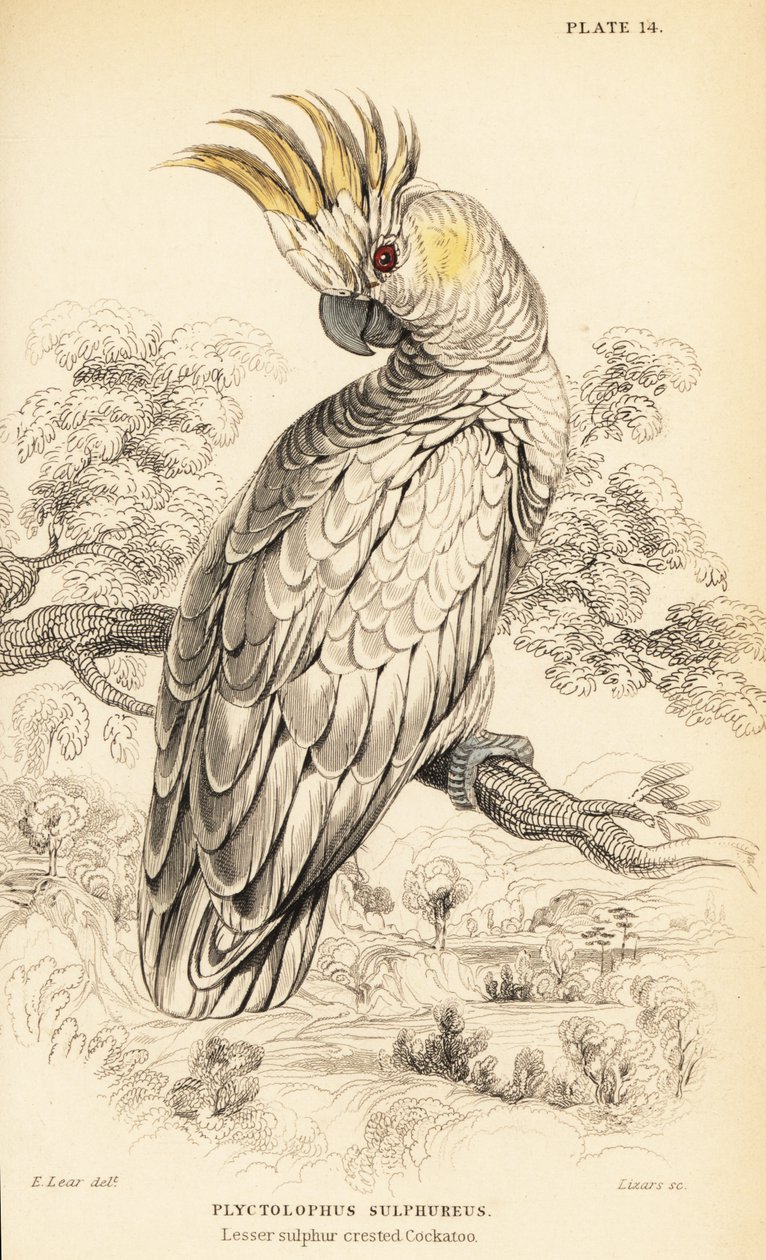 Kakadu żółtoczuba , Cacatua sulphurea autorstwa William Home Lizars