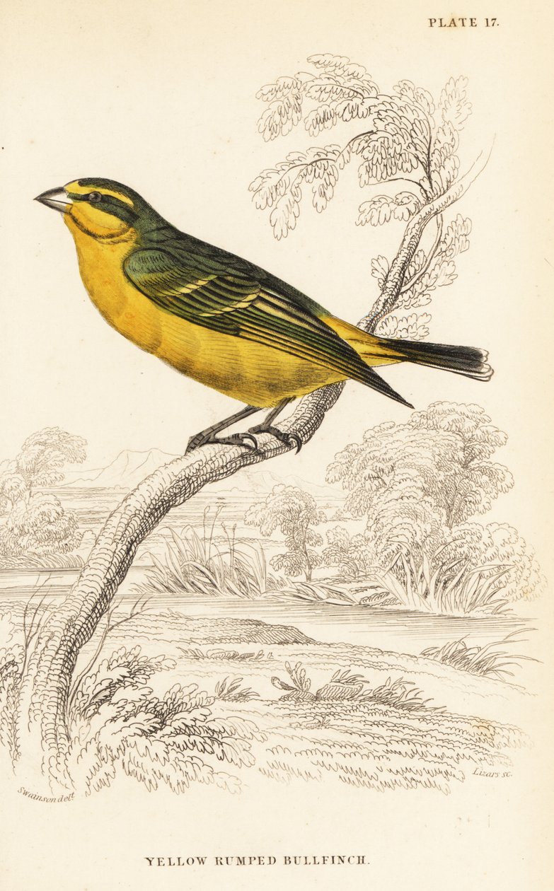 Kanarek żółtoczelny (Senegal), Crithagra mozambica caniceps (gil grubodzioby, Crithagra chrysopyga) autorstwa William Home Lizars