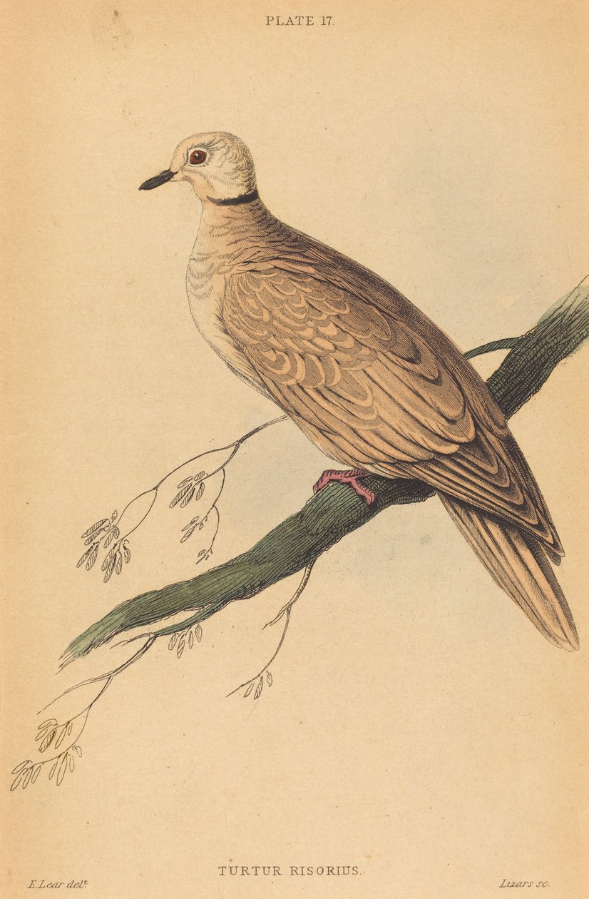 Turtur Risorius autorstwa William Home Lizars after Edward Lear
